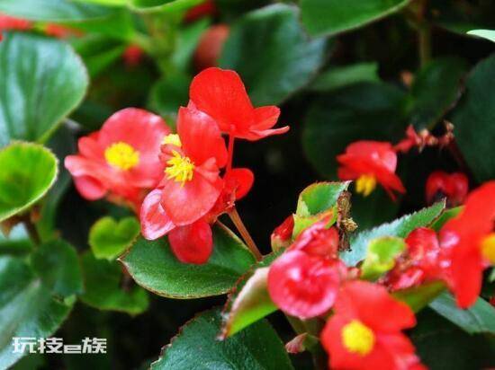 海棠树什么时候开花(盆栽海棠花花期时间有多久)-图片4